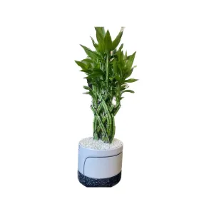 Kahn with Bamboo Trellis and Black and White decorated Pot